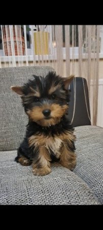 Yorkshire terrier