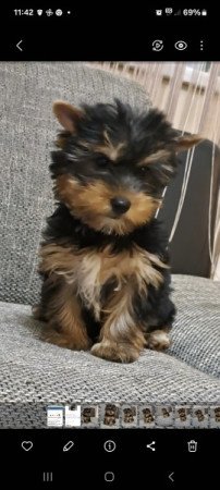 Yorkshire terrier