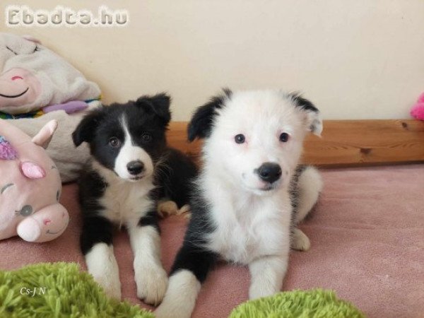 Border Collie kiskutyák