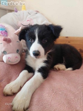 Border Collie kiskutyák