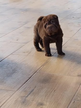 Shar pei sharpei shar-pei