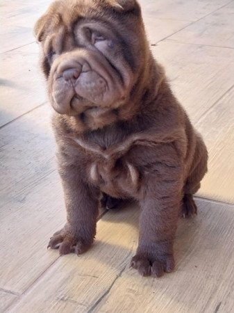 Shar pei sharpei shar-pei