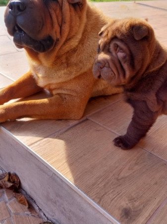 Shar pei sharpei shar-pei