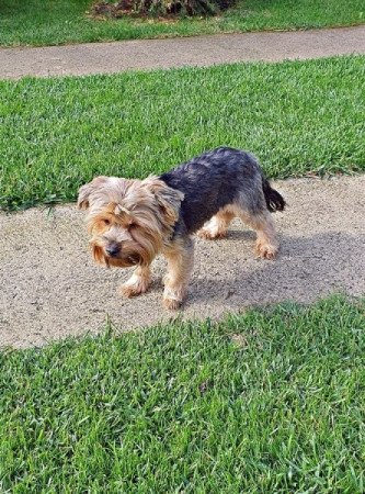 yorkshire terrier