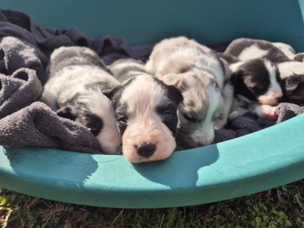 Border collie