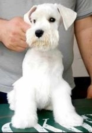 Közép schnauzer