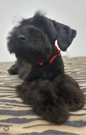 Közép schnauzer