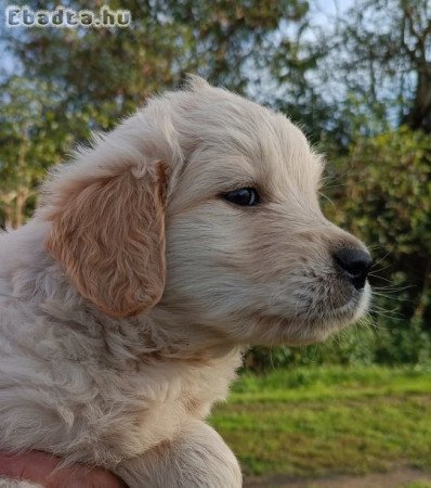 Golden retriever kiskutyák