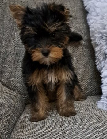 Yorkshire terrier