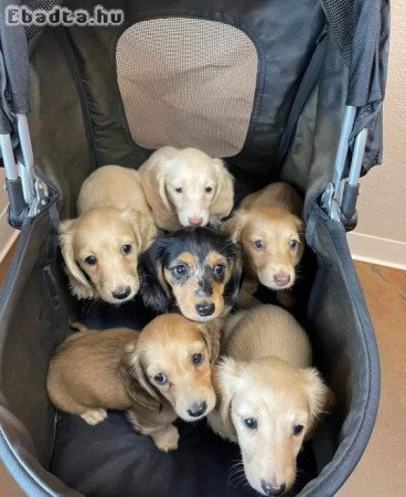 Dachshund puppies for adoption