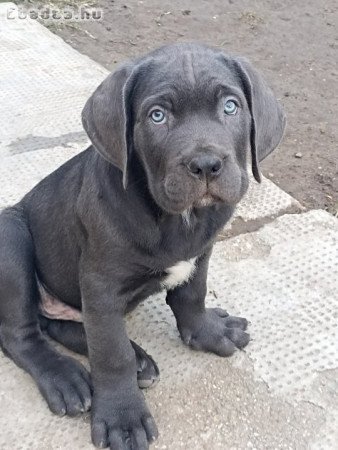 Cane Corso kan kiskutyák