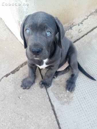 Cane Corso kan kiskutyák