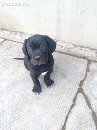 Cane Corso kan kiskutyák