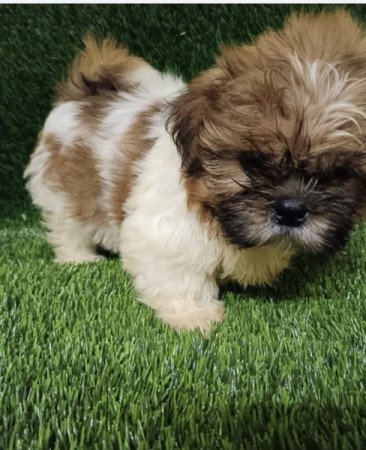 Shih tzu