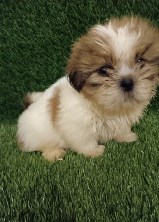 Shih tzu