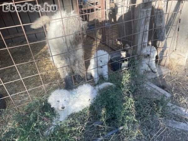 Komondor kölykök eladók