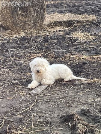 Komondor kölykök eladók