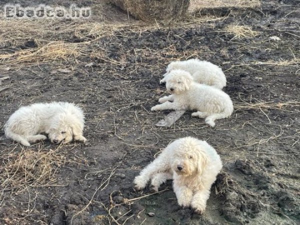 Komondor kölykök eladók