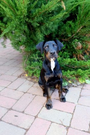 Catahoula Leopárdkutya