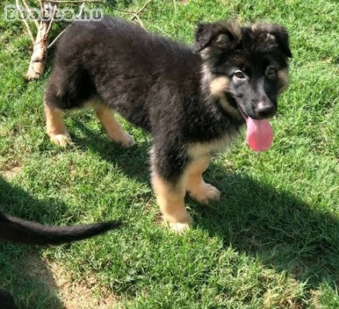 German shepherd puppies for sale