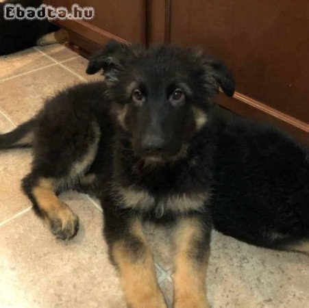 German shepherd puppies for sale