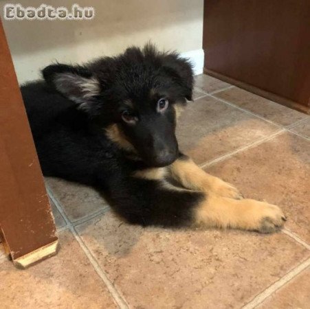 German shepherd puppies for sale