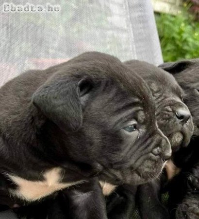 Eladó törzskönyves Cane Corso kiskutyák