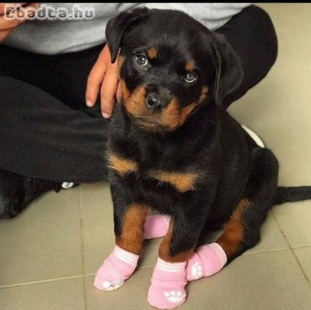 Rottweiler puppies for sale and adoption