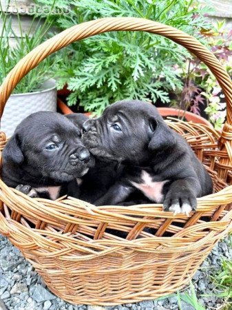 Eladó törzskönyves Cane Corso kiskutyák