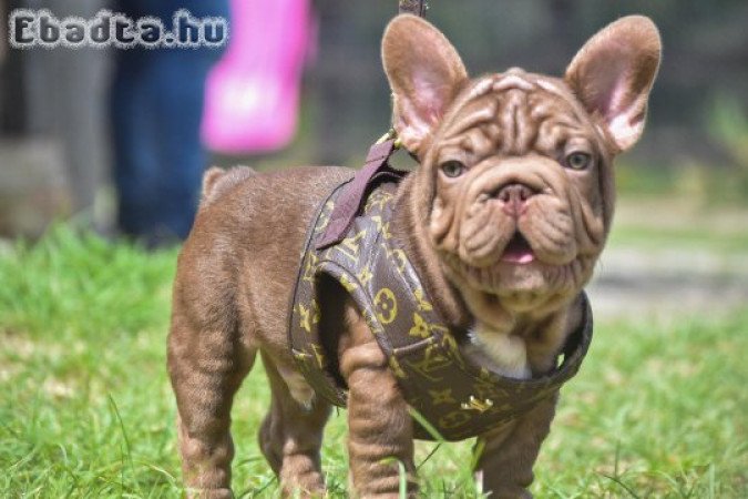 French bull dogs for adoption and rehoming