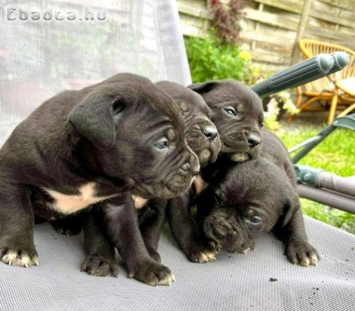 Eladó törzskönyves Cane Corso kiskutyák