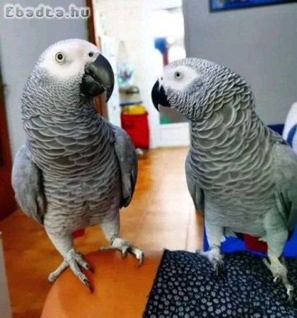 Parrots & birds for sale in Crotia, hungry,Serbia