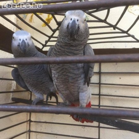 Parrots & birds for sale in Crotia, hungry,Serbia