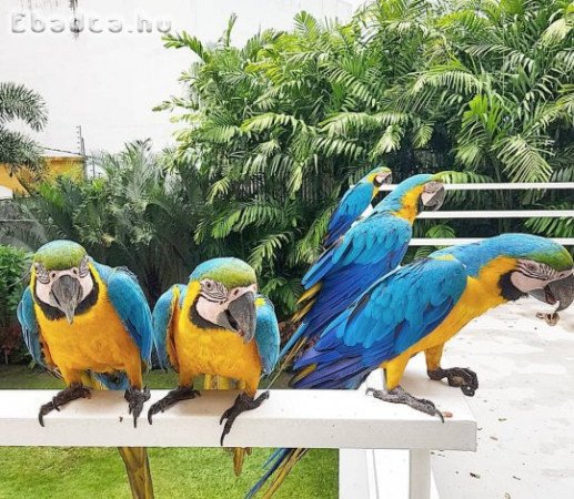 Parrots & birds for sale in Crotia, hungry,Serbia