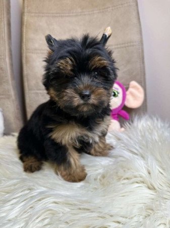 Mini Yorkshire terrier