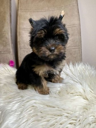 Mini Yorkshire terrier