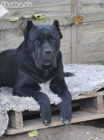 Eladó törzskönyves Cane Corso kiskutyák