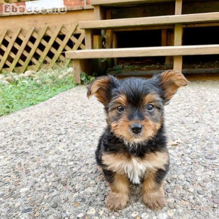 Yorkie puppies for Sale or Rehoming