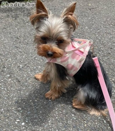 Yorkie puppies for Sale or Rehoming