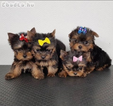 Yorkie puppies for Sale or Rehoming