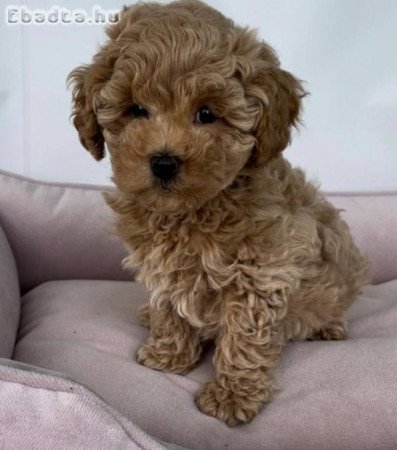 Poodle puppies 4 sale standard, mini and toy size