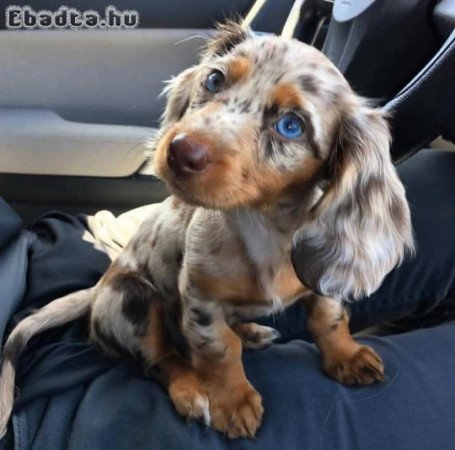 Daschund puppies for sale