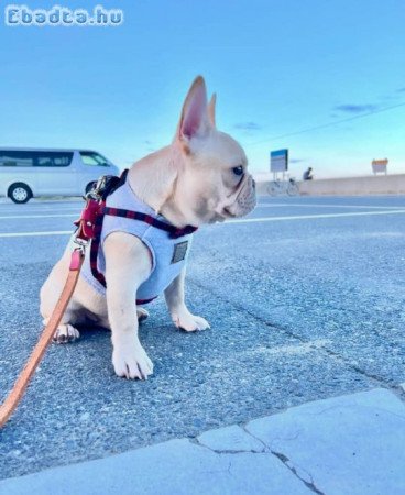 French bulldog puppy for sale