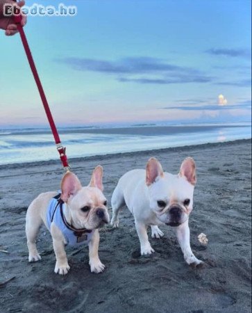 French bulldog puppy for sale