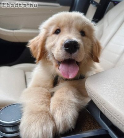 Golden retriever