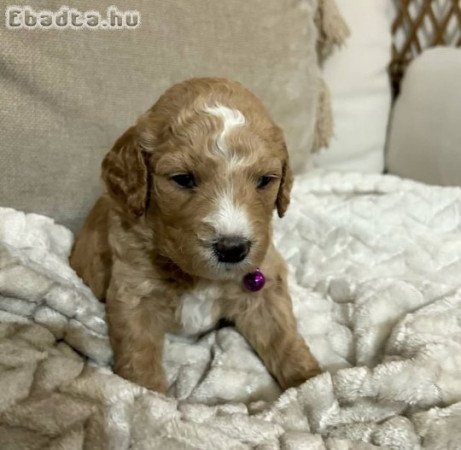 Golden doodle puppies for sale