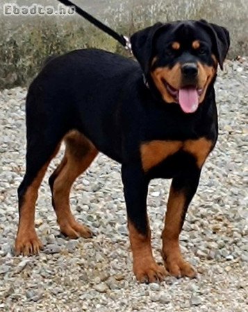 Rottweiler szuka  eladó