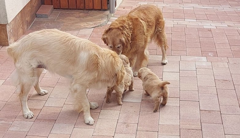 Golden Retriver