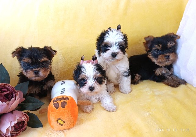 Yorkshire terrier yorki biewer