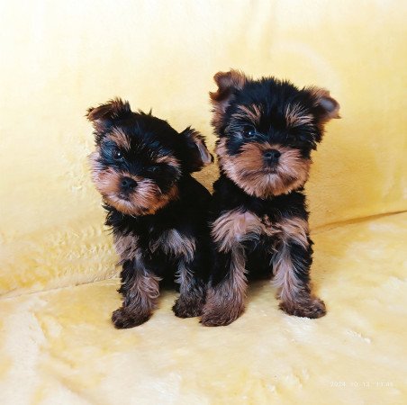 Yorkshire terrier yorki biewer